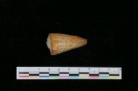 藏品(愛瑪芋螺)的圖片